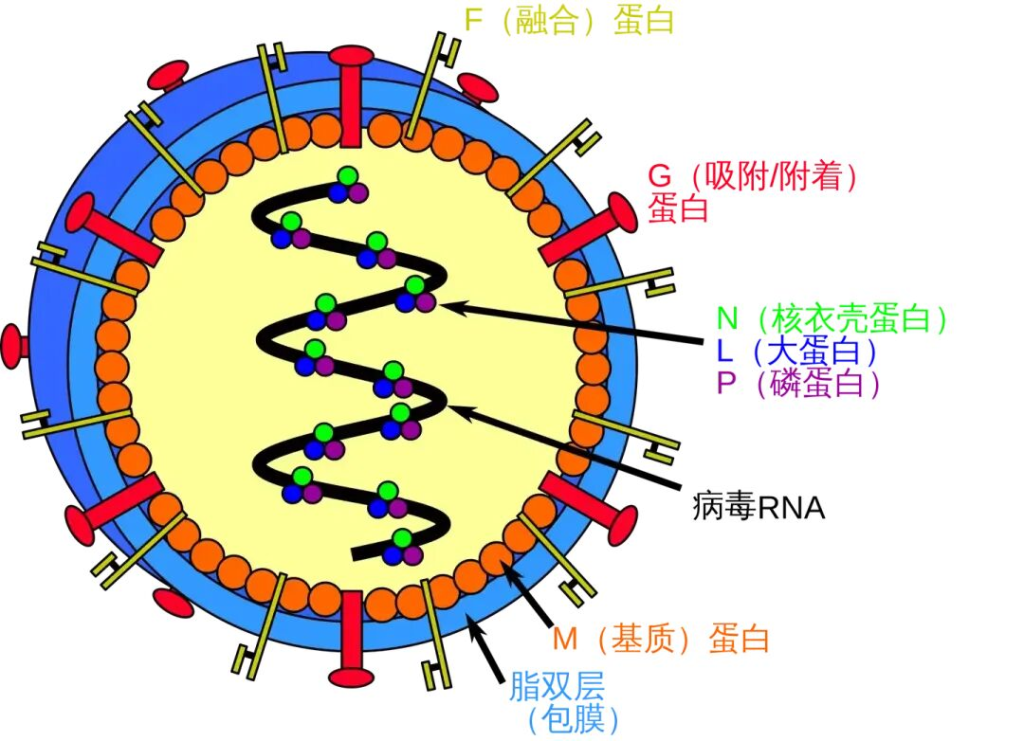 印度尼帕病毒疫情暴发，多国加强防控，尚无疫苗特效手段
